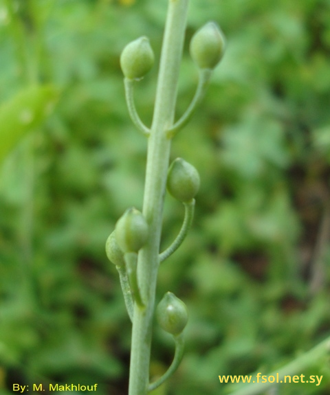 Calepina irregularis (Asso) Thell.